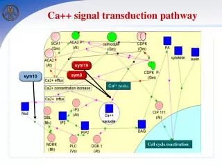 Ca ++ signal transduction pathway