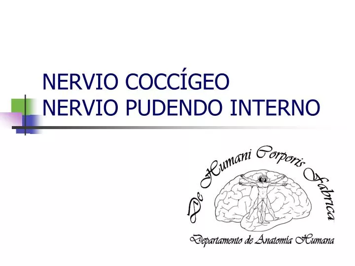 nervio cocc geo nervio pudendo interno