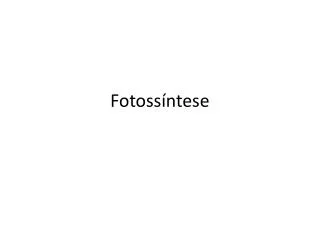 fotoss ntese
