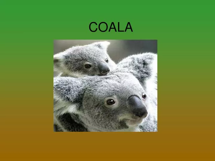 coala