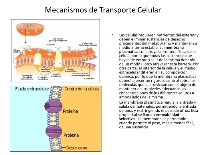 mecanismos de transporte celular