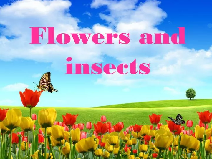 flowers and insects