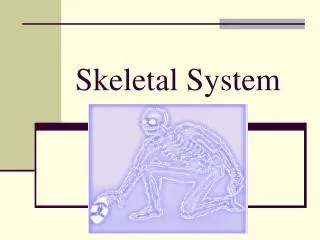 skeletal system