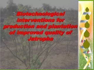 Biotechnological interventions for production and plantation of improved quality of Jatropha
