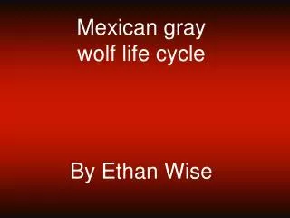Mexican gray wolf life cycle By Ethan Wise