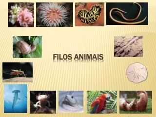 filos animais