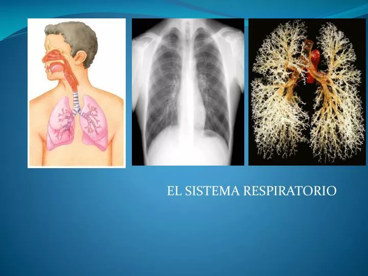 el sistema respiratorio
