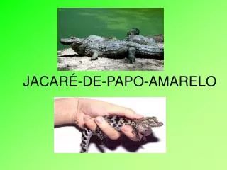 jacar de papo amarelo