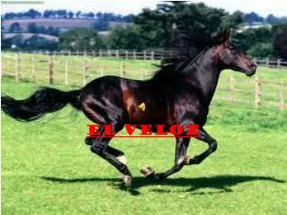 el veloz