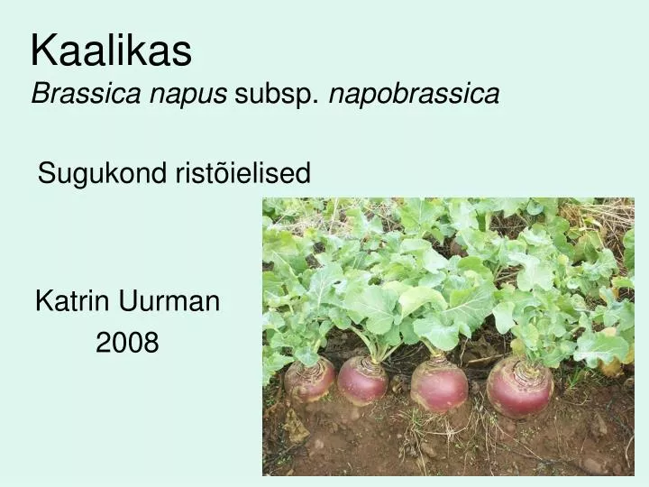 kaalikas brassica napus subsp napobrassica sugukond rist ielised