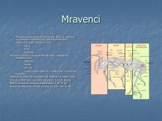 mravenci