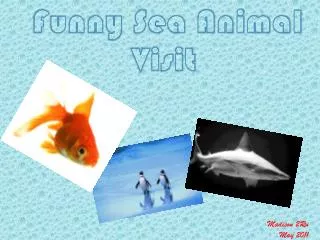 Funny Sea Animal Visit