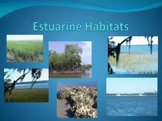 Estuarine Habitats