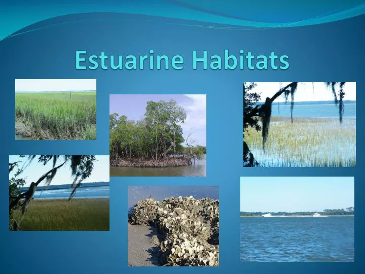 estuarine habitats