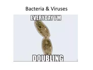 Bacteria &amp; Viruses