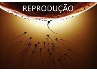 reprodu o