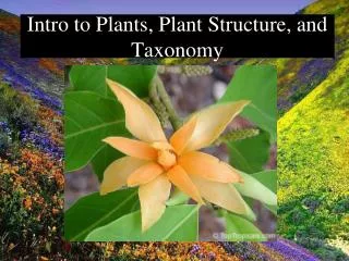 Intro to Plants, Plant Structure, and Taxonomy