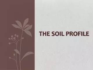 The Soil Profile