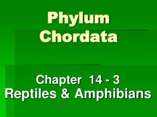 Phylum Chordata