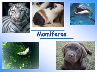mam feros