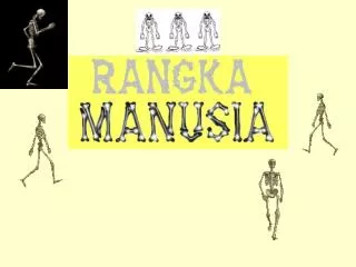 rangka manusia