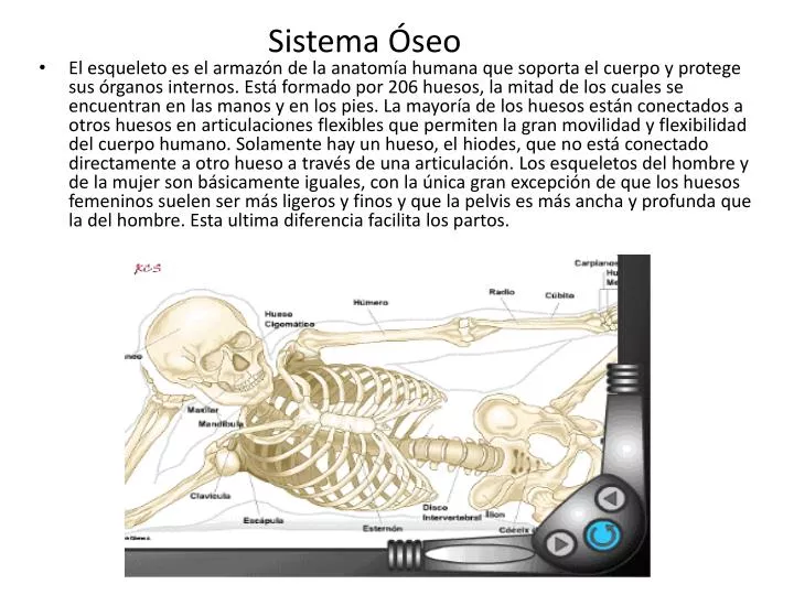 sistema seo