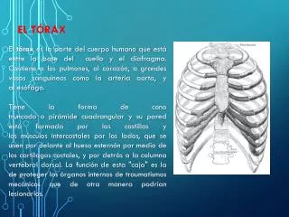 el t rax