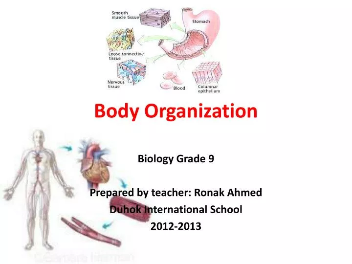 Organization of the Human Body - ppt download