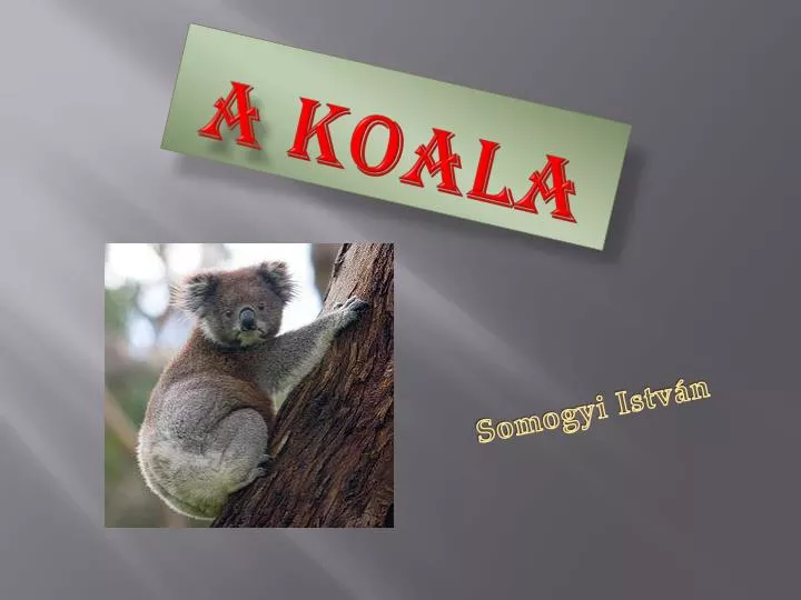 a koala