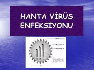 hanta v r s enfeks yonu
