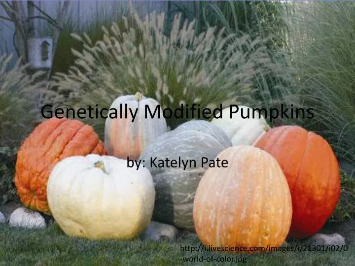 genetically modified pumpkins