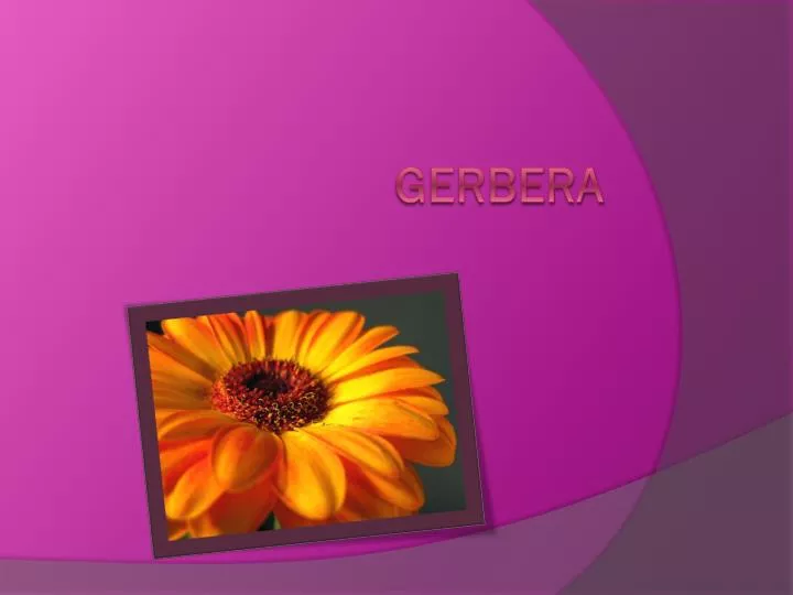 gerbera