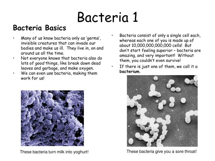 bacteria 1