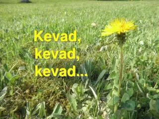 kevad kevad kevad