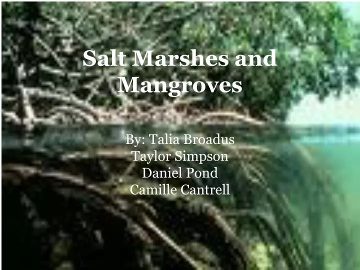 salt marshes and mangroves