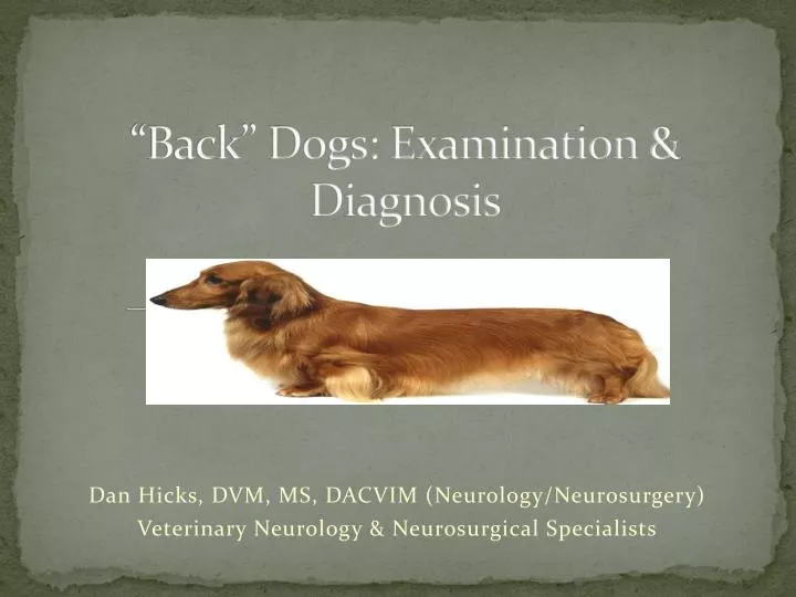 back dogs examination diagnosis