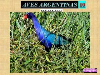 aves argentinas