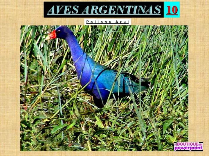 aves argentinas