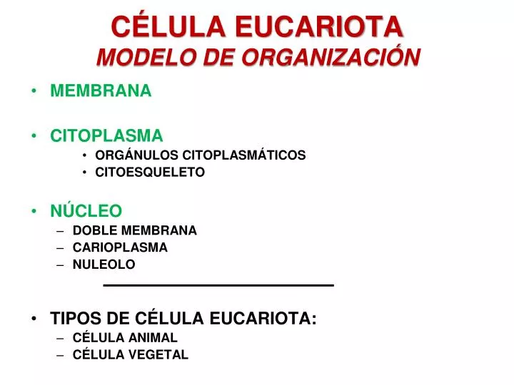 c lula eucariota modelo de organizaci n