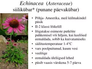 echinacea asteraceae siilik bar punane p evak bar