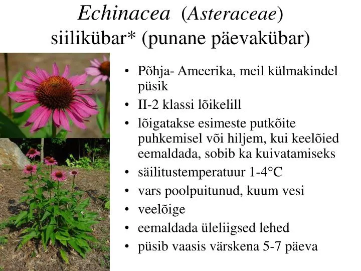 echinacea asteraceae siilik bar punane p evak bar