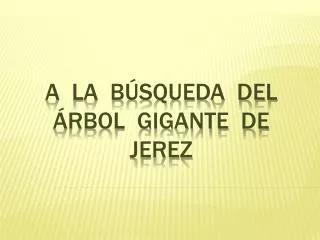 a la b squeda del rbol gigante de jerez