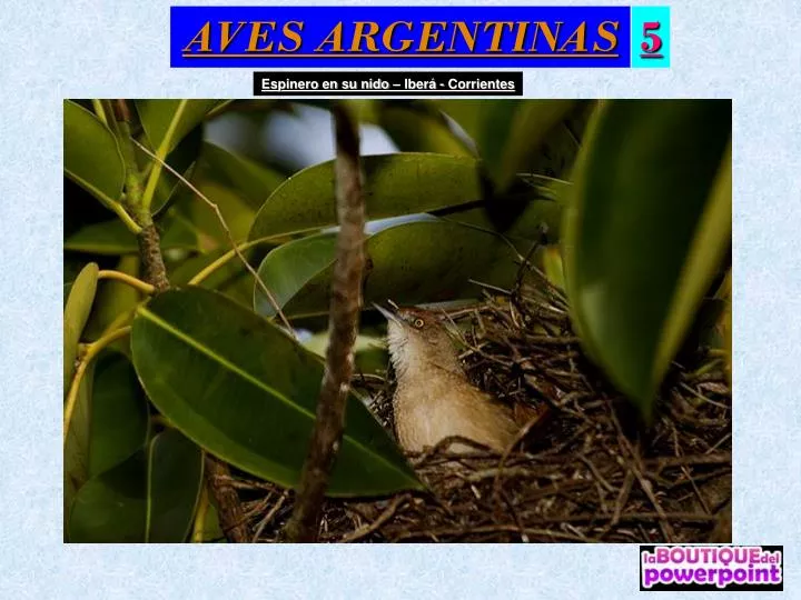 aves argentinas