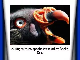 A king vulture speaks its mind at Berlin Zoo.
