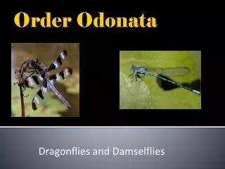 Order Odonata