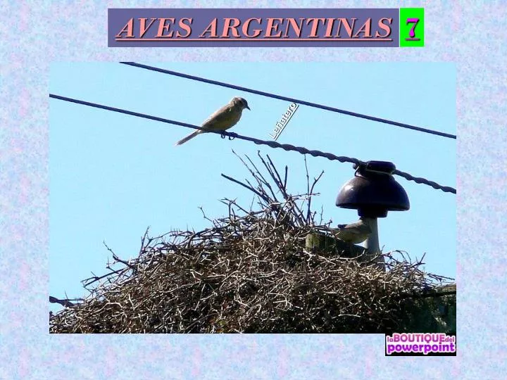 aves argentinas