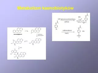 Metabolizm ksenobiotyków
