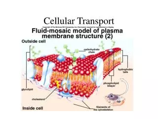 Cellular Transport