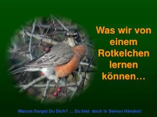 was wir von einem rotkelchen lernen k nnen