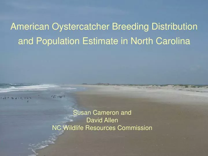 american oystercatcher breeding distribution and population estimate in north carolina